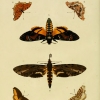 papilio egea cramer3